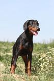 DOBERMANN 605